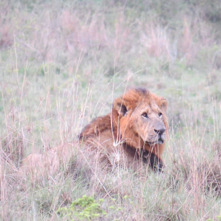 2 Days Tanzania Safari