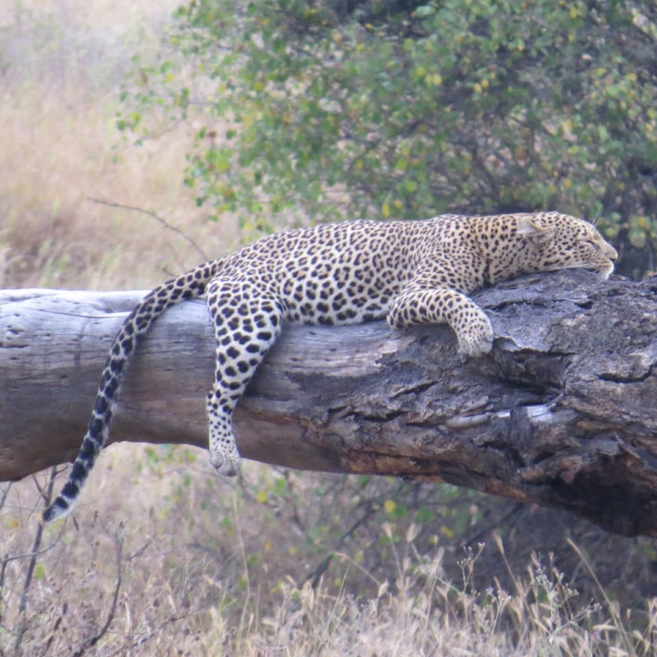 4 Days Northern Safari