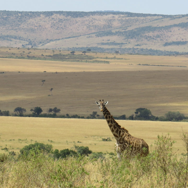 5 Days Wildlife Safari