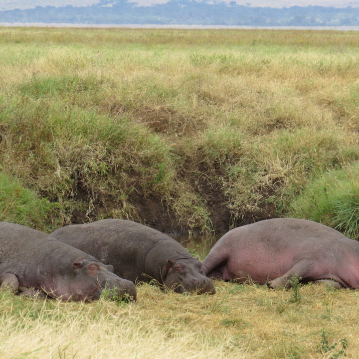 8 Days Tanzania Safari