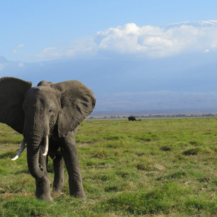 6 Days BIG 5 Tanzania Safari