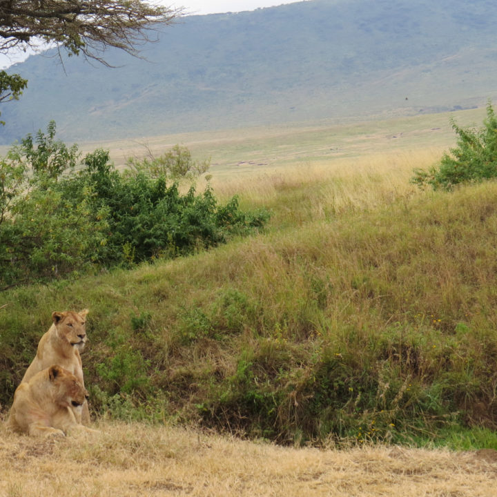 3 Days Tanzania Safari